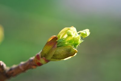 Acer platanoides 'Dissectum' - javor mléčný 'Dissectum' - jarní pučení